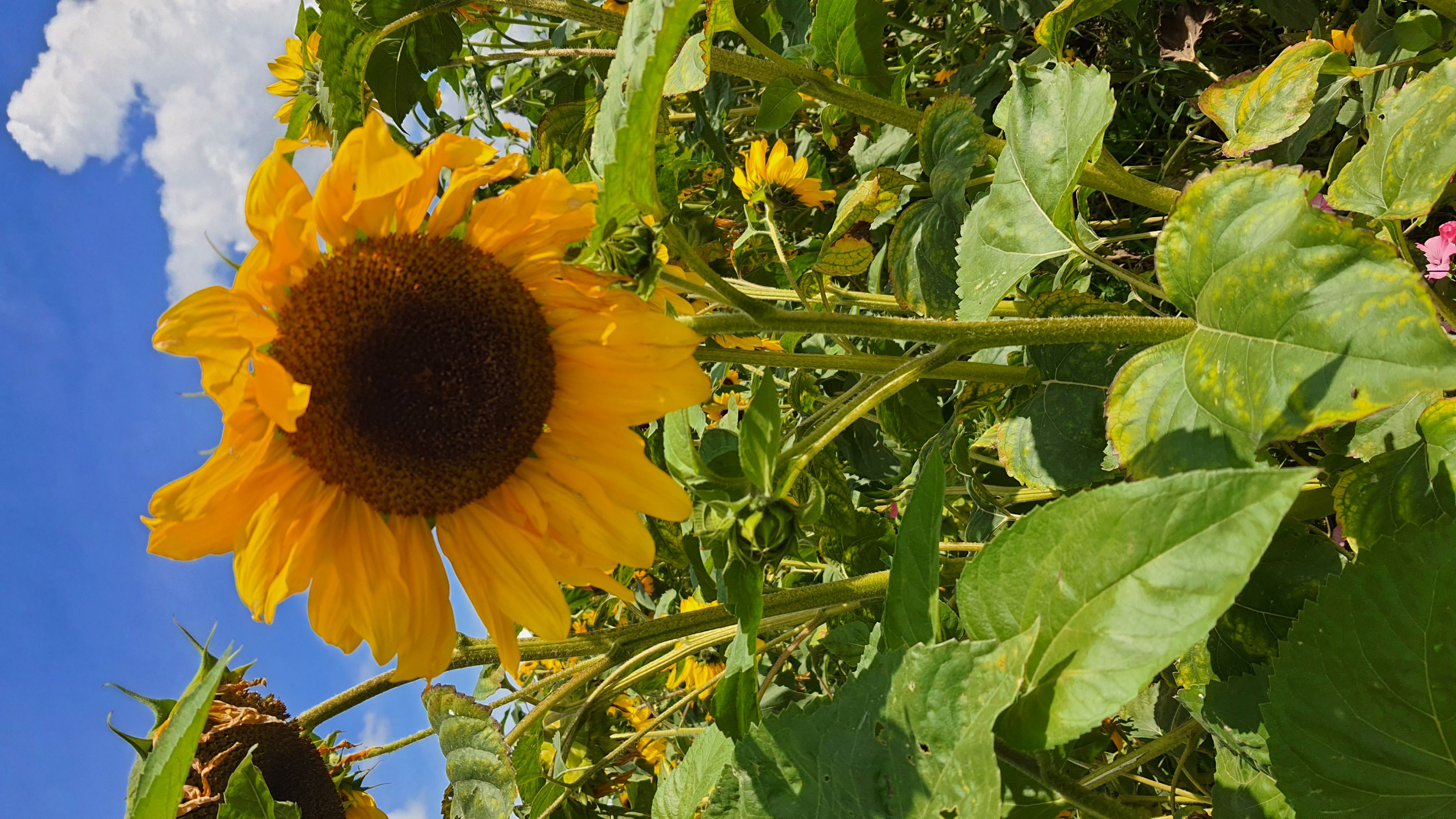 Sonnenblume 2024.jpg